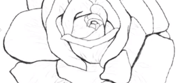 speed drawing rose